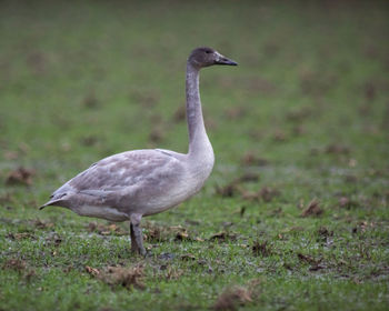 Close-up of bird on field