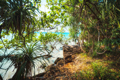 Trees growing in forest