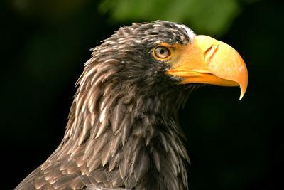 Close-up of eagle