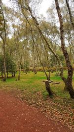 Trees on field in forest