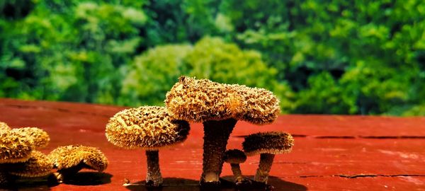 Close-up of mushroom growing on land