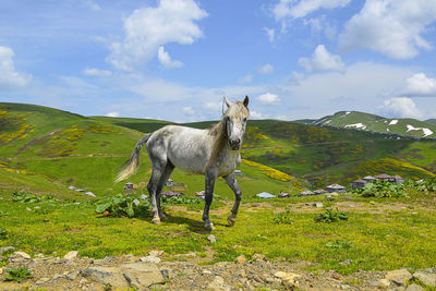 Horse standing in a field