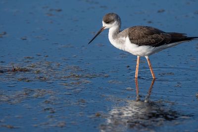 Close-up of stilt on beach