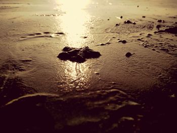 Dead star fish on shore during sunset