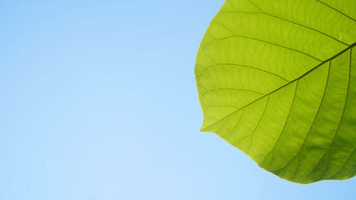 Low angle view of leaf against clear blue sky
