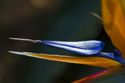 Close-up of insect on flower