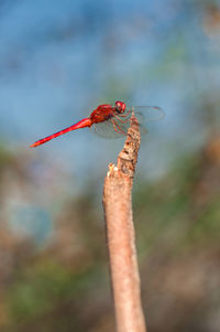 Close-up of insect