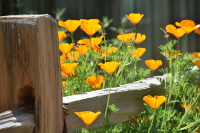 Close-up of yellow flowering plants by fence