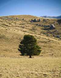 Trees on field against clear sky