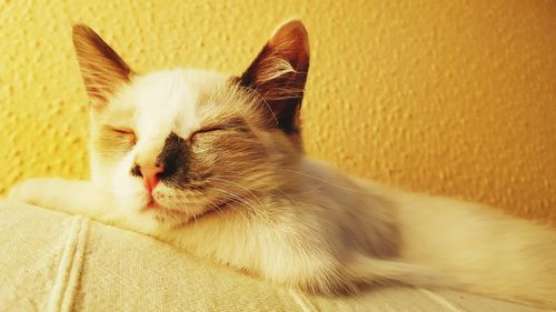 Close-up of cat resting at home