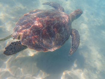 turtle