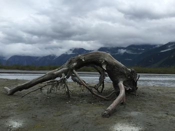 Dead tree on mountain against cloudy sky