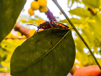 Close-up of insect on leaves