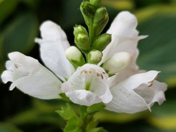 Close-up of white flowering plant