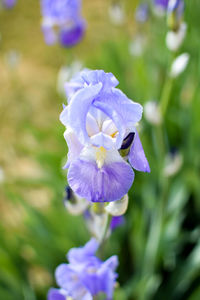 Close-up of purple flower