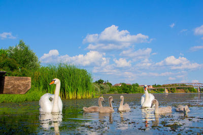 Swans swimming in lake against sky