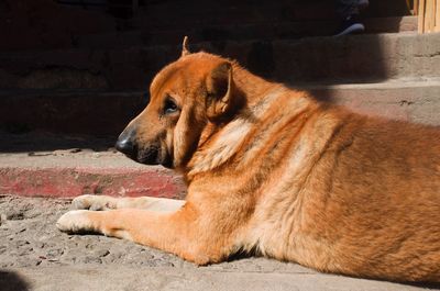 Close-up of dog resting outdoors