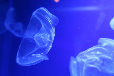 Close-up of jellyfish in sea