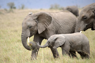 View of elephant on field