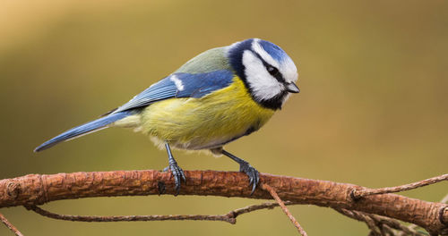 Close-up of bird perching on branch