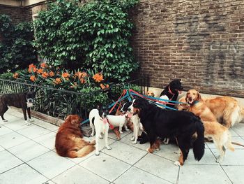 Dogs sitting outdoors