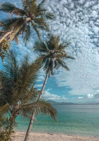 Palm tree by sea against sky