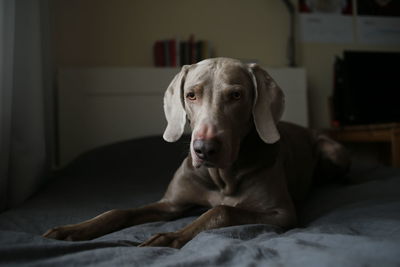 Portrait of dog relaxing on bed at home