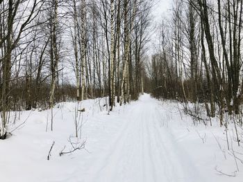 Bare trees on snow covered land