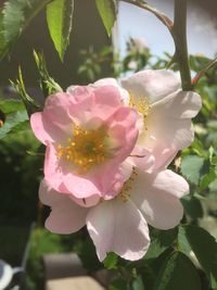 Close-up of pink flowers