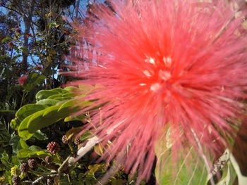 Close-up of red flowers