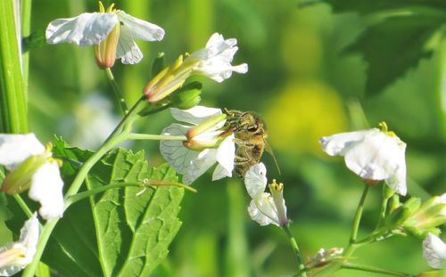 Close-up of insect on white flowering plant