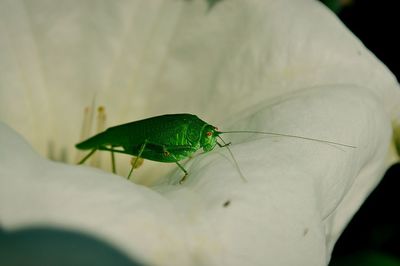 Close-up of insect on leaf