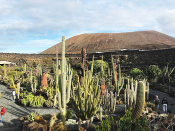 Plants growing on land against sky