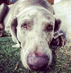 Close-up portrait of dog lying on grass