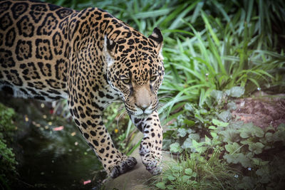 View of a tiger