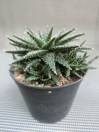 Close-up of succulent plant on table