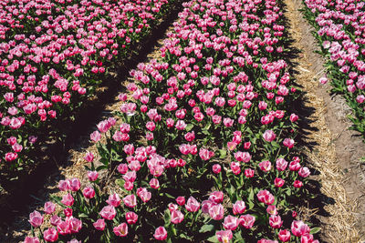 High angle view of pink flowering plants on field