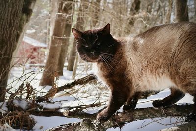 Siamese cat outdoors in winter