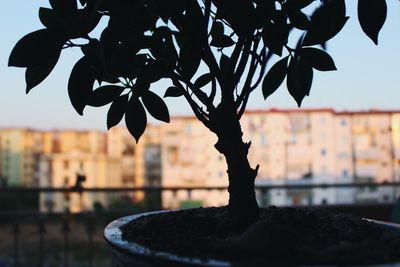 Close-up of leaves against blurred background