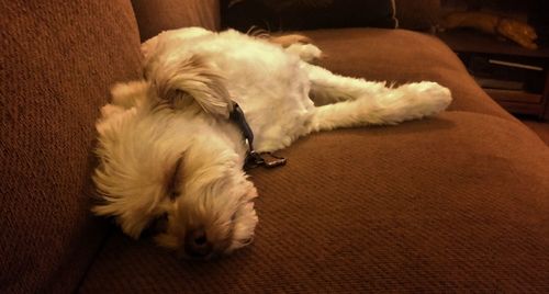 Dog sleeping on ground