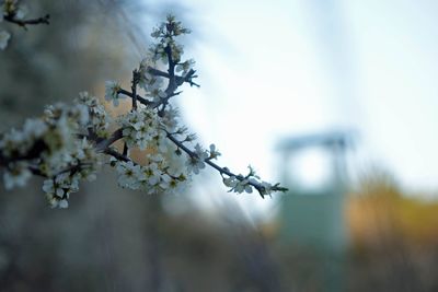 Close-up of cherry blossom against sky