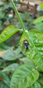 Close-up of insect on leaf