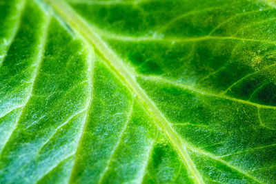 Full frame shot of green leaf