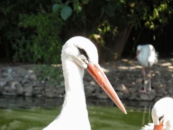 Close-up of a stork in lake