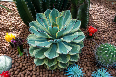 High angle view of succulent plant