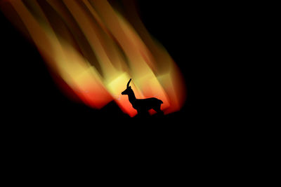 Close-up of silhouette deer with fire against black background