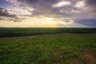 Scenic view of agricultural field against sky during sunset