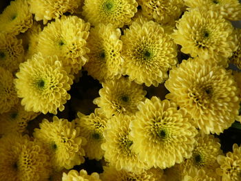 Full frame shot of yellow flowering plants