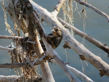 Low angle view of bird perching on branch