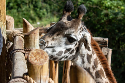Close-up of giraffe in zoo